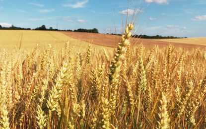 [Agriculture] Zoom sur le traitement du blé contre le piétin-échaudage